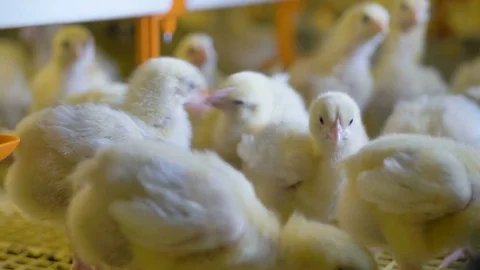 Chickens at poultry farm. Chicken Farm. Stock Footage