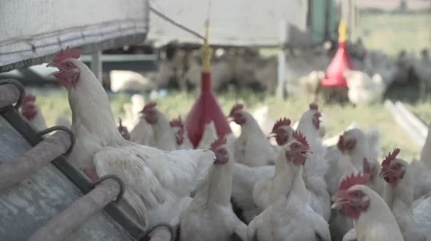 Chickens in poultry farm Stock Footage 65964170