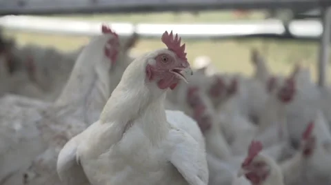 Chickens in poultry farm Stock Footage 65964179