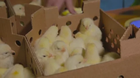 Chickens at the poultry farm Stock Footage 67490988