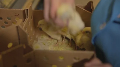 Chickens at the poultry farm Stock Footage 77054266