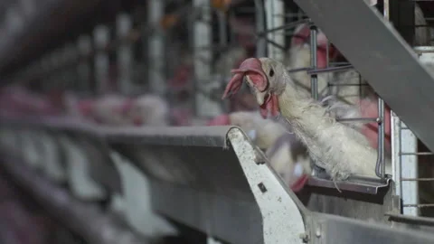 Chickens at the poultry farm Видео 159298315