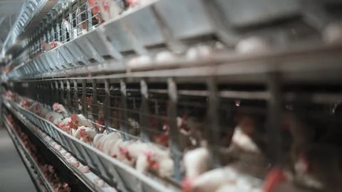 Chickens on Poultry Farm Stock Footage 305332956