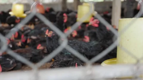 Chickens press together behind wire fencing in a large indoor coop, repetitive 库存影片 329680249