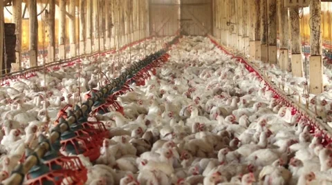 Chickens production 库存影片 51200269