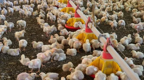 Chickens production 库存影片 62423284