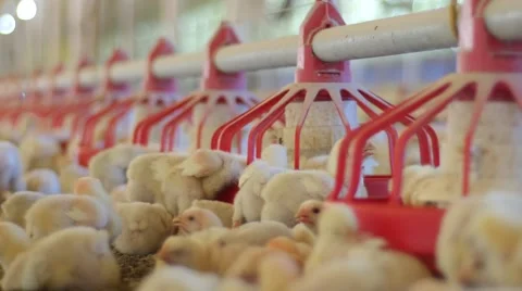Chickens production 库存影片 62427832