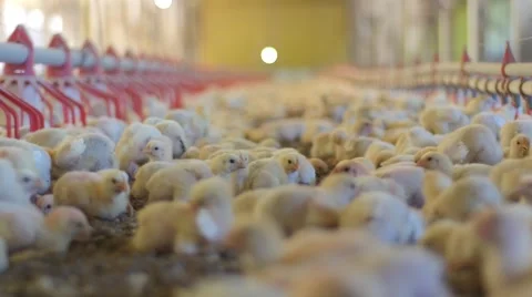 Chickens production 库存影片 62431128