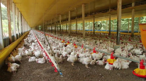 Chickens Production Geral Video stock 45946797