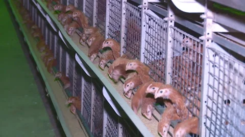 Chickens pullets at the poultry farm Stock Footage 68768180