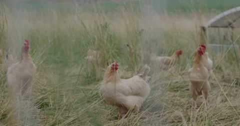 Chickens on a ranch in Wyoming 스톡 동영상 341704583