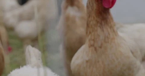 Chickens on a ranch in Wyoming Stock-Footage 341704644
