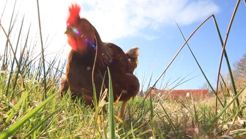 Chickens ranging Video stock 6531387