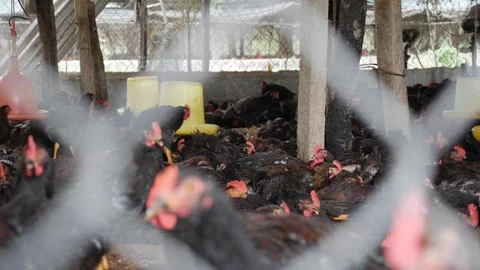 Chickens rest and feed on a compacted floor beneath hanging equipment, the Stock Footage 325717448