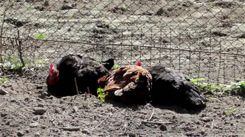 Chickens rest Stock Footage 49149884