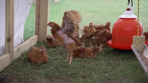 Chickens Resting in a Chicken Tractor Stock Footage 276251491