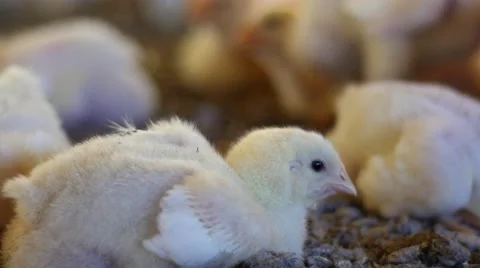 Chickens resting 库存影片 62429336