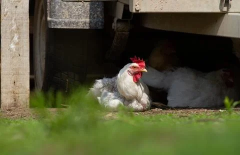 Chickens Resting In The Shade Stock Photos