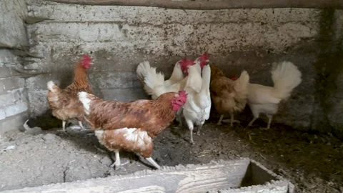 Chickens roam inside a rustic coop Stock Footage 340505900