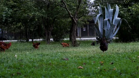 Chickens roaming around Video stock 118711366