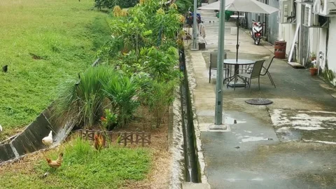 Chickens Roaming on a Field Stock Footage 159751241