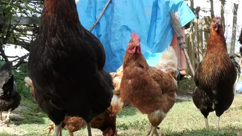 Chickens roaming the green meadow. backyard chickens close-up bottom angle Stock Footage 164283361