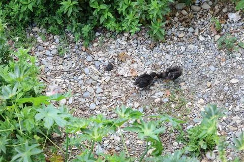 Chickens rocks ground Stock Photos