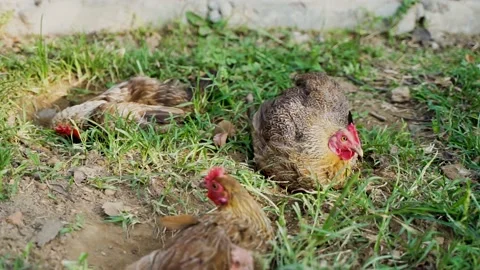 Chickens roll in the soil foraging and sand bathing Stock Footage 144516230
