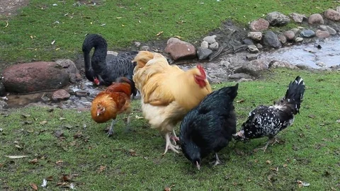 Chickens, rooster and other poultry on the farm. Stock Footage 79648097