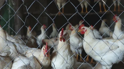 Chickens, roosters on a farm plot close-up. Lots of chickens indoors. Stock Footage 157309681