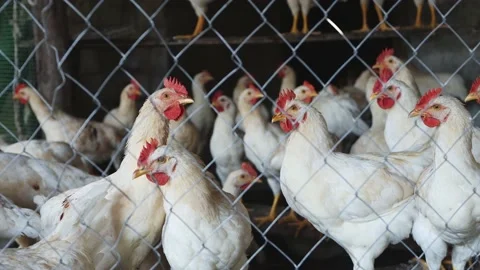 Chickens, roosters on a farm plot close-up. Lots of chickens indoors. Vídeos de archivo 157313173