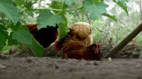 Chickens roosting Stock Footage 10577118