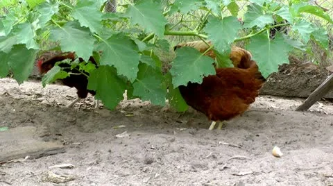 Chickens roosting Stock Footage 10577247