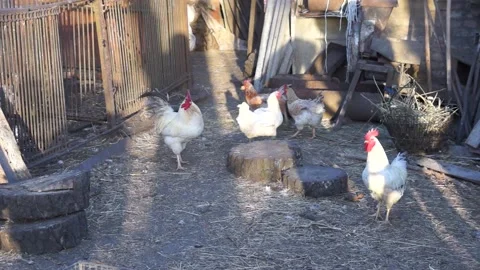 Chickens run around the yard. Stock Footage 138385460