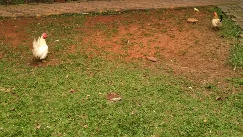 Chickens that run away when being chased in the yard. Stock Footage 218411330