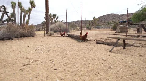 Chickens run scared Stock Footage 66491486