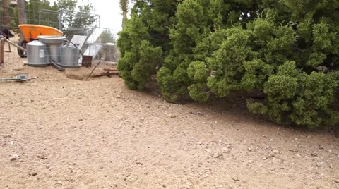 Chickens run scared out of a tree. Stock Footage 66491558