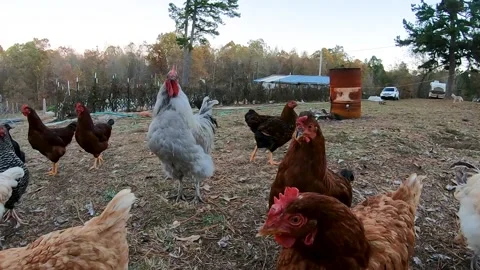 Chickens running Stock Footage 142816981