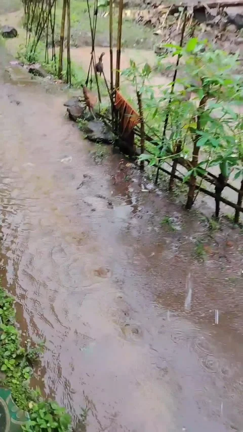 Chickens running in the rain Stock Footage 330644419