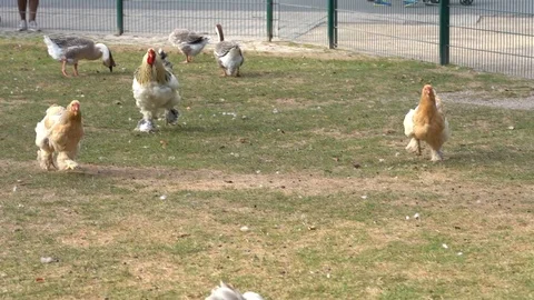 Chickens running in slow motion funny Stock Footage