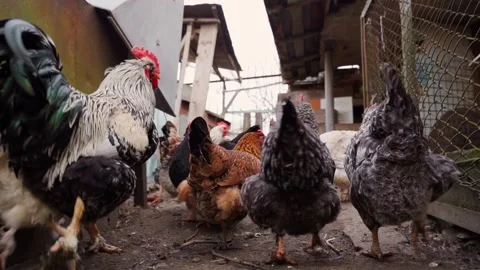 Chickens running in slow motion, rear view Stock Footage 197324665