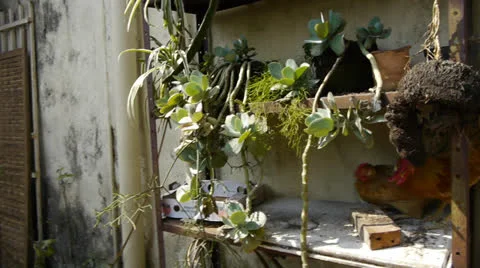 Chickens scared Video stock 27141034