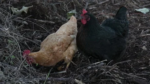 Chickens Scratching in the Dirt Stock Footage 133714717