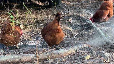 Chickens scratching in dirt Stock Footage 301924636