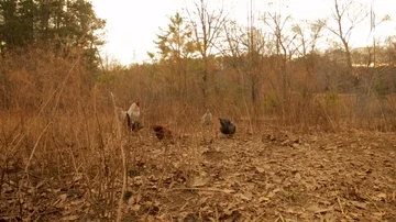 Chickens scratching in field Stock Footage 85800714