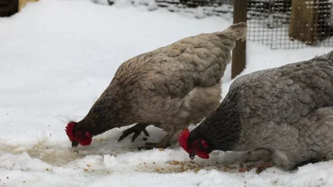 Chickens  scratching in snow Stock Footage 302842911