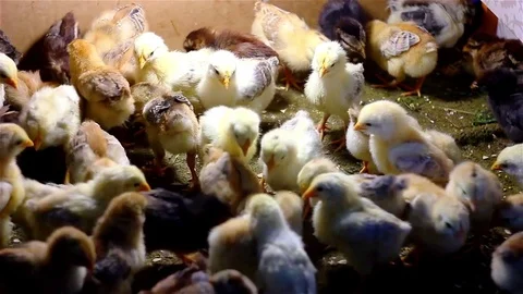 Chickens in search of food Stock Footage