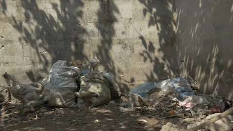 Chickens seem to be eating on the dump site Stock Footage 280543058