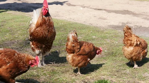 Chickens sex Stock Footage 49048403