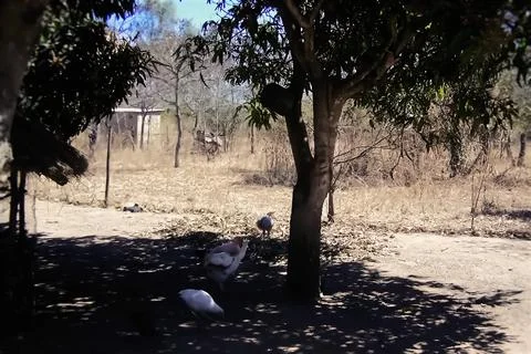 Chickens in the shade of a tree Foto stock